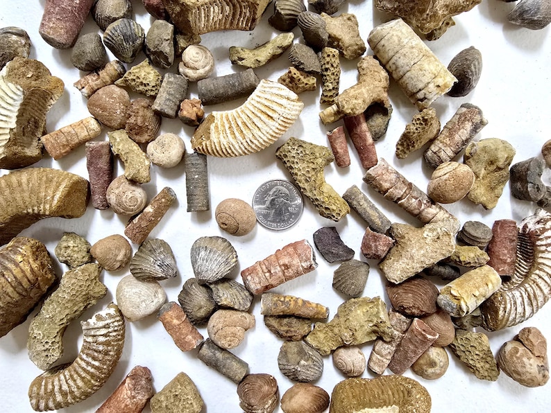 May include: A collection of various fossils, including ammonites, shells, and other ancient marine life specimens. The fossils are in shades of brown, tan, and beige, with a US quarter for size comparison. The assortment includes different shapes and sizes.