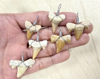 Shark Tooth Pendant Wire Wrapped Fossil Shark Teeth for Necklace Jewelry