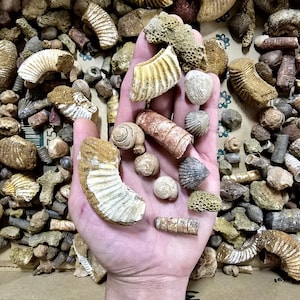 May include: A hand holding a collection of various fossils, including ammonites, shells, and other ancient marine life. The fossils are in shades of brown, beige, and tan, with visible textures and patterns. The background is filled with similar fossils.