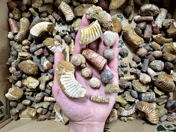 Bulk Fossil Mix Moroccan Assorted Fossils for Crafts, Displays, Teaching & Collecting, Ammonite, Gastropods, Brachiopods and More