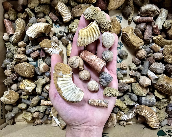 Bulk Fossil Mix Moroccan Assorted Fossils for Crafts, Displays, Teaching & Collecting, Ammonite, Gastropods, Brachiopods and More