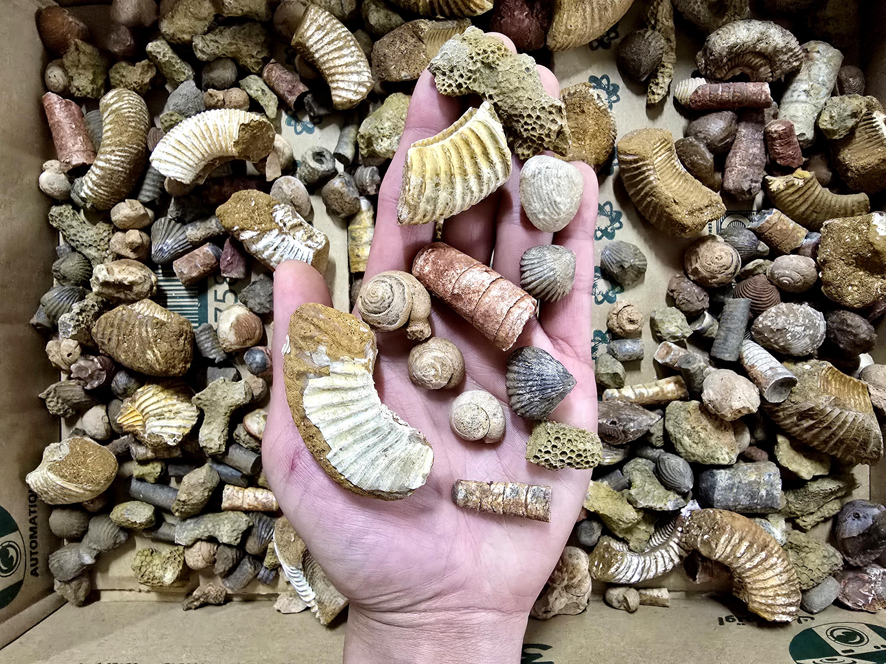 Bulk Fossil Mix Moroccan Assorted Fossils for Crafts, Displays