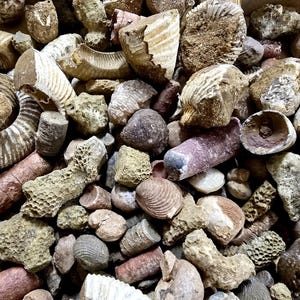 May include: A collection of various fossils, including ammonites and other ancient marine life remains. The fossils display a range of colors, from beige and brown to reddish hues. The assortment includes spiral and cylindrical shapes, showcasing the diversity of prehistoric life.