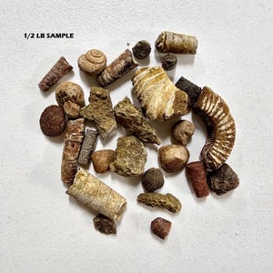 May include: A collection of various fossils, including ammonites, shells, and other ancient specimens. The fossils are in shades of brown, tan, and beige, with visible textures and patterns. The text "1/2 LB SAMPLE" is visible in the image.