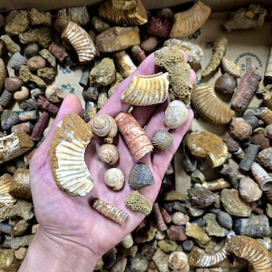 May include: A collection of various fossils, including ammonites, shells, and other ancient marine life specimens. The fossils are in shades of brown, beige, and tan, with intricate details. Some are held in a hand, while others are scattered in a cardboard box.