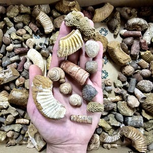 May include: A collection of various fossils, including ammonites, shells, and other ancient marine life specimens. The fossils are in shades of brown, beige, and tan, with intricate details. Some are held in a hand, while others fill a cardboard box.
