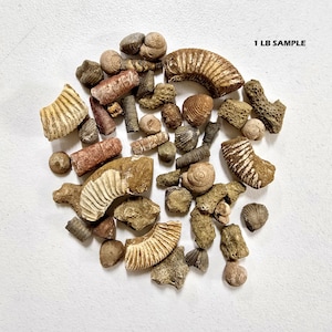 May include: A collection of various fossils, including ammonites, shells, and other ancient marine life specimens. The fossils are in shades of brown, tan, and beige, with visible textures and patterns. The text "1 LB SAMPLE" is visible in the image.