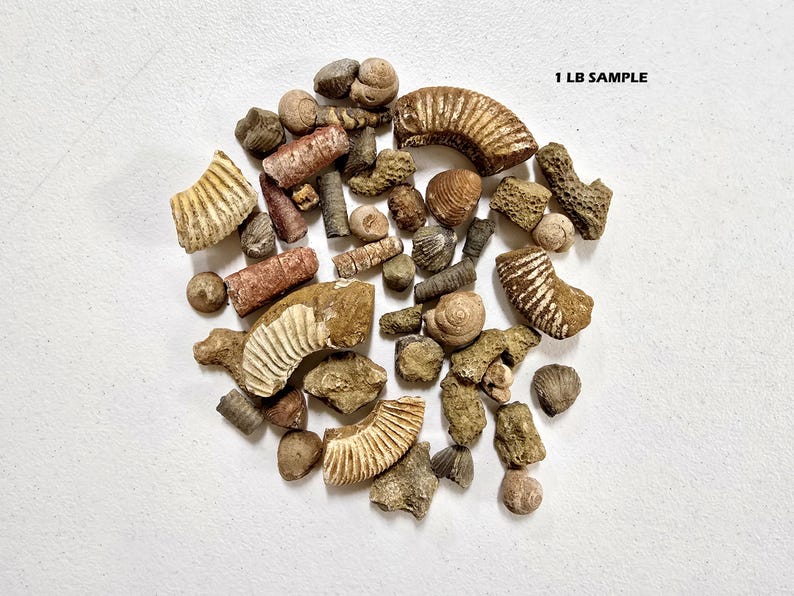 May include: A collection of various fossils, including ammonites, shells, and other ancient marine life specimens. The fossils are in shades of brown, tan, and beige, with visible textures and patterns. The text "1 LB SAMPLE" is visible in the image.