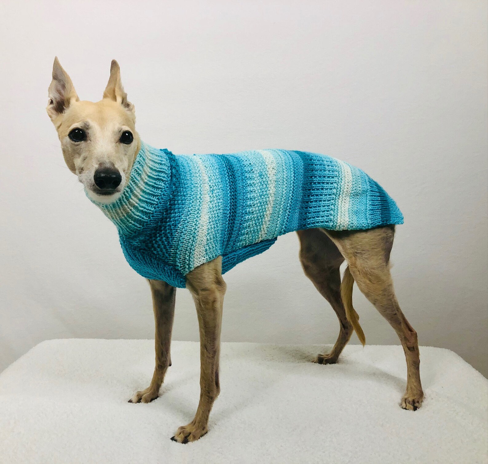 Whippet Sweater Custom Size Knitted Dog Sweater Etsy