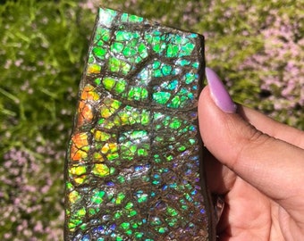 Cosmic Ammolite Slice