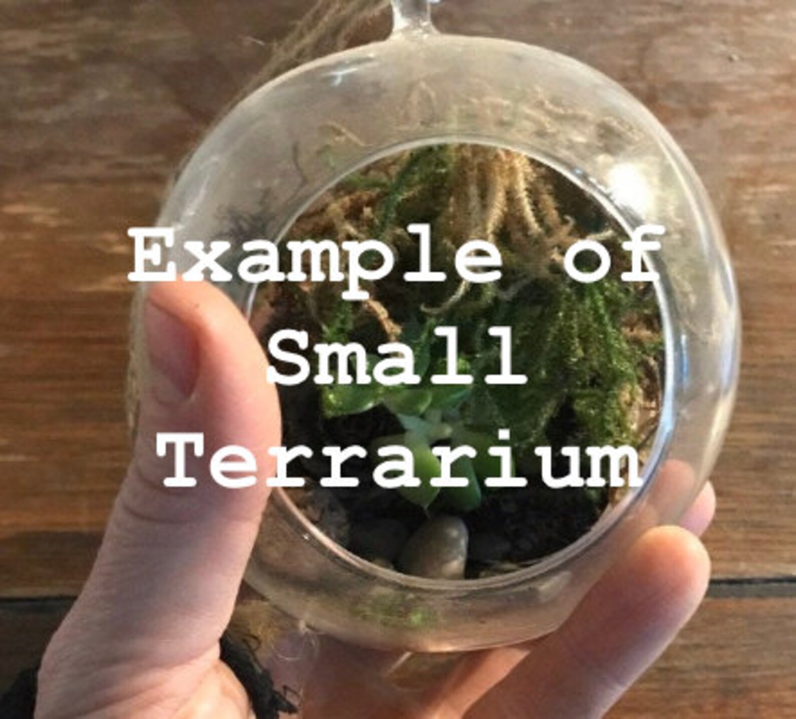 Terrarium Kit Etsy
