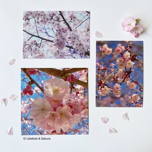 Carte postale photo 10x15 / 15x15 collection Sakura