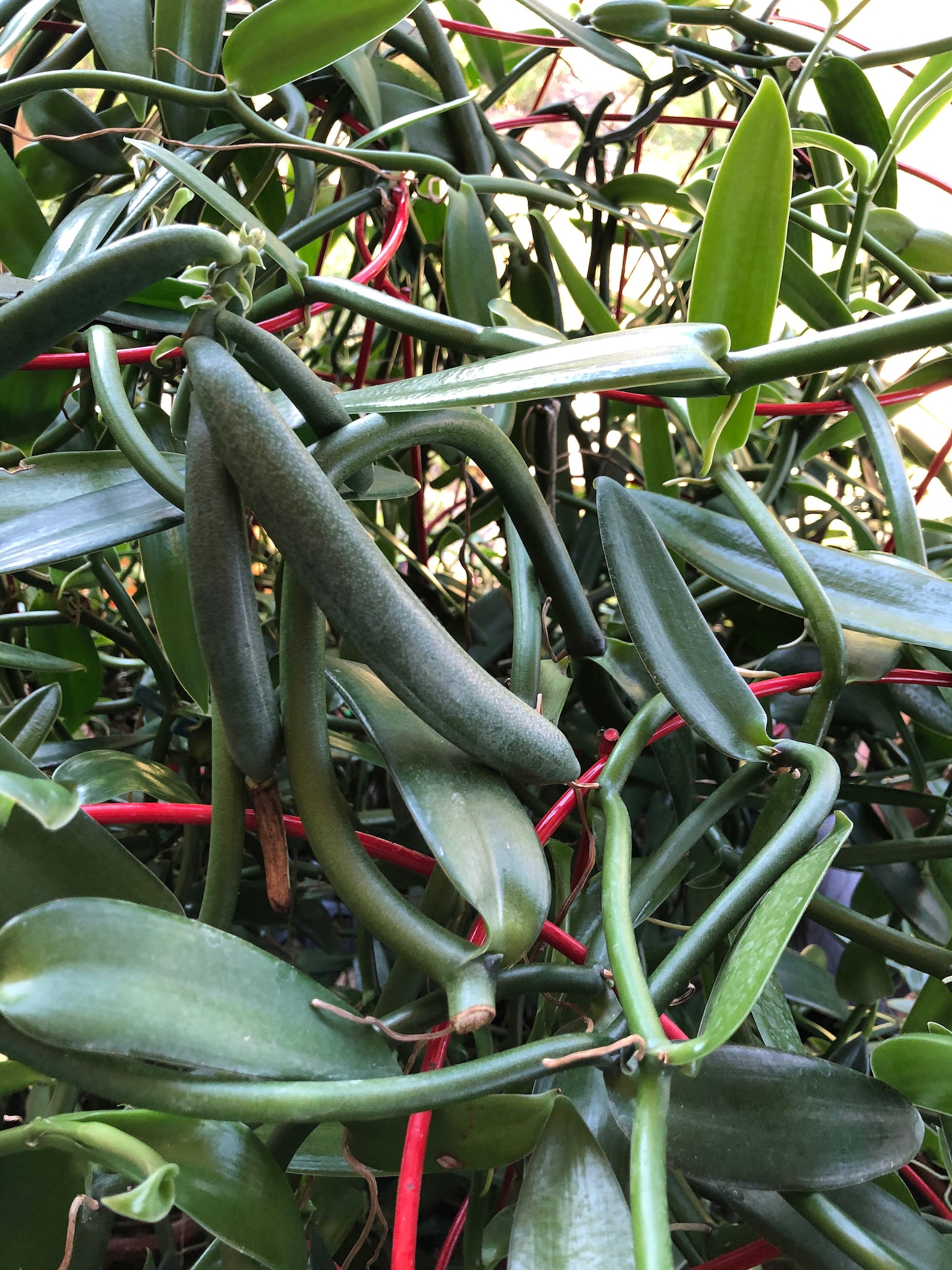 Vanilla Bean Orchid 12 Inches Fresh Cutting From My Plant. Etsy