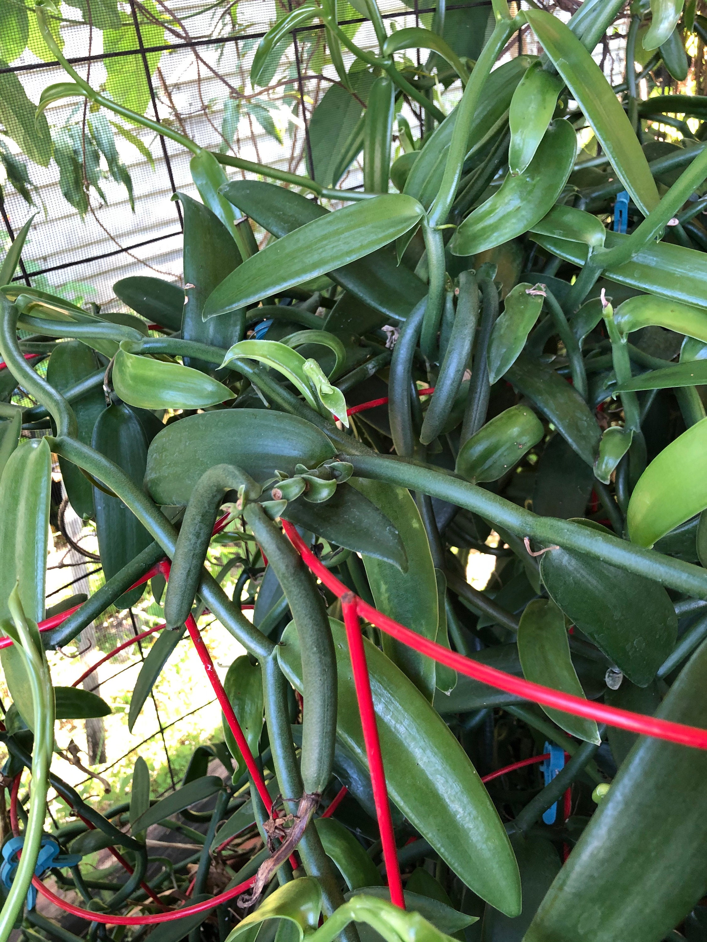 Vanilla Bean Orchid 12 Inches Fresh Cutting from My Plant. Etsy