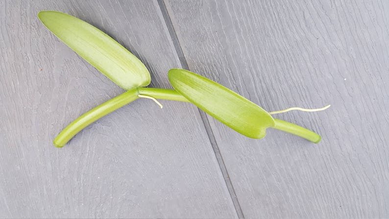 vanilla bean orchid for sale vanilla bean orchid for sale
