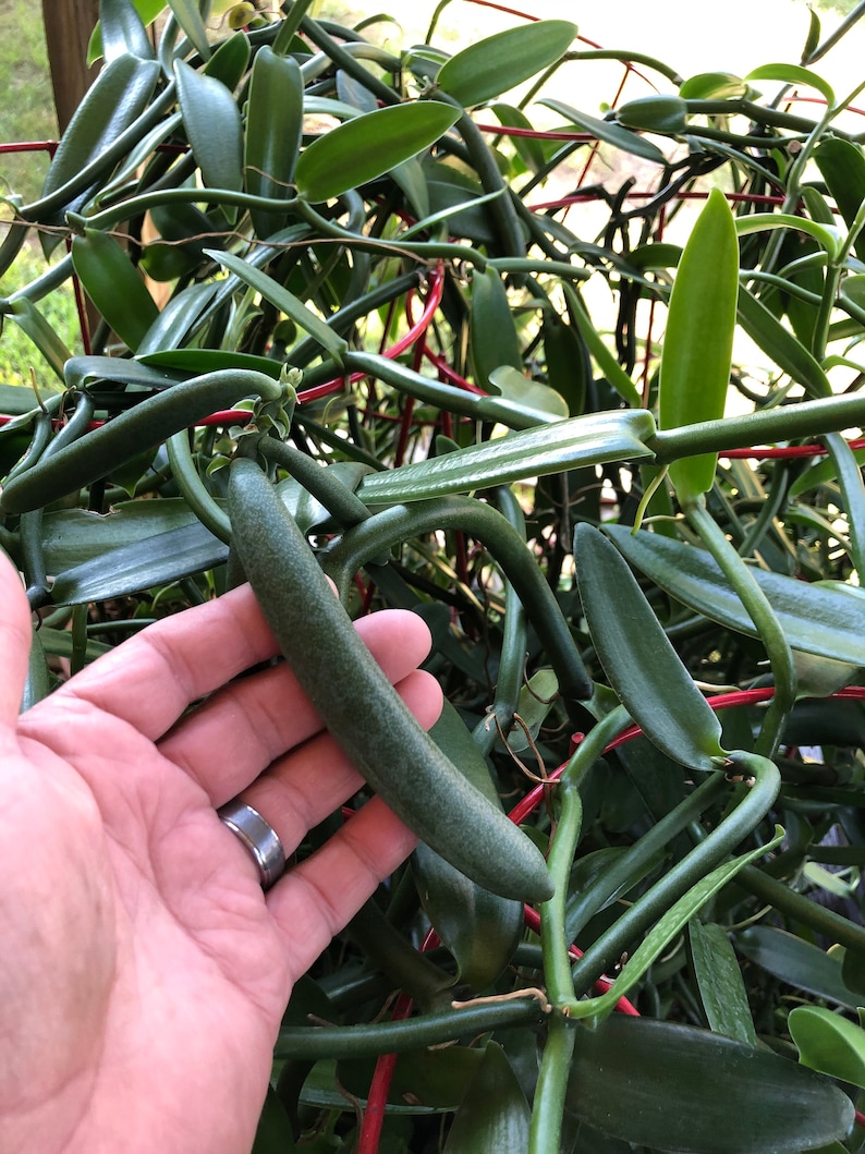 Vanilla Bean Orchid 12 Inches Fresh Cutting From My Plant. Etsy