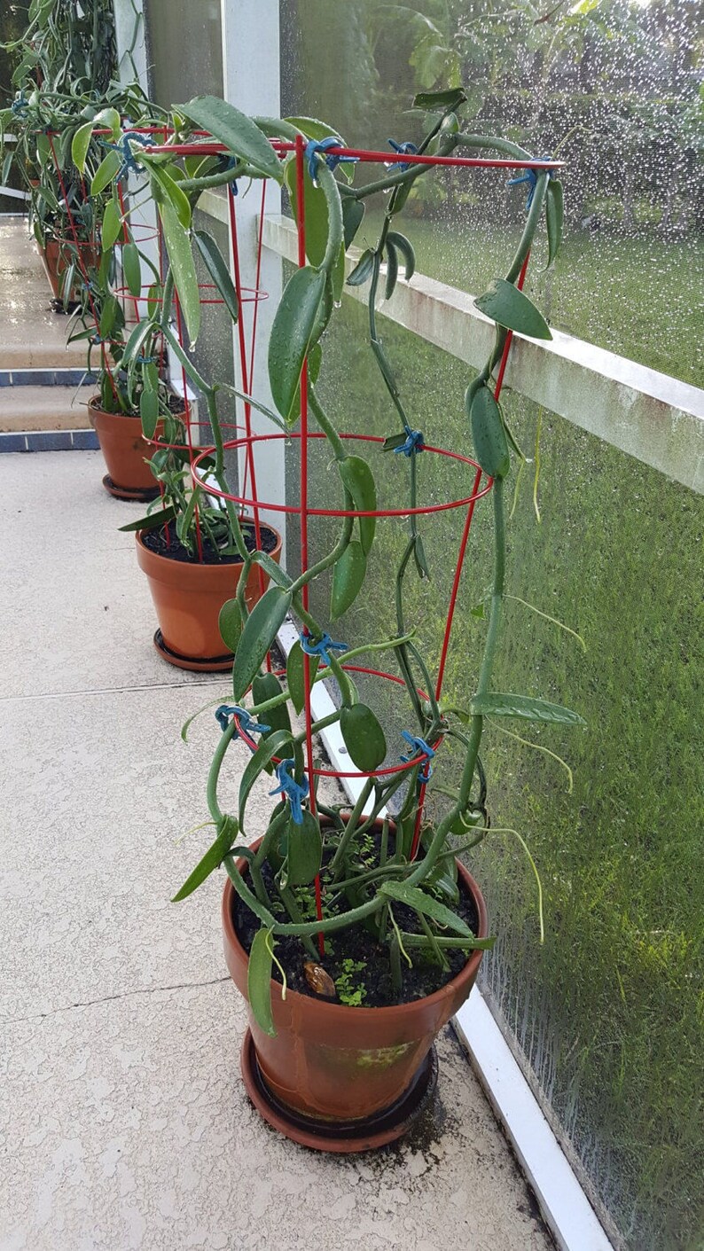 Vanilla Bean Orchid 12 Inches Fresh Cutting From My Plant. Etsy