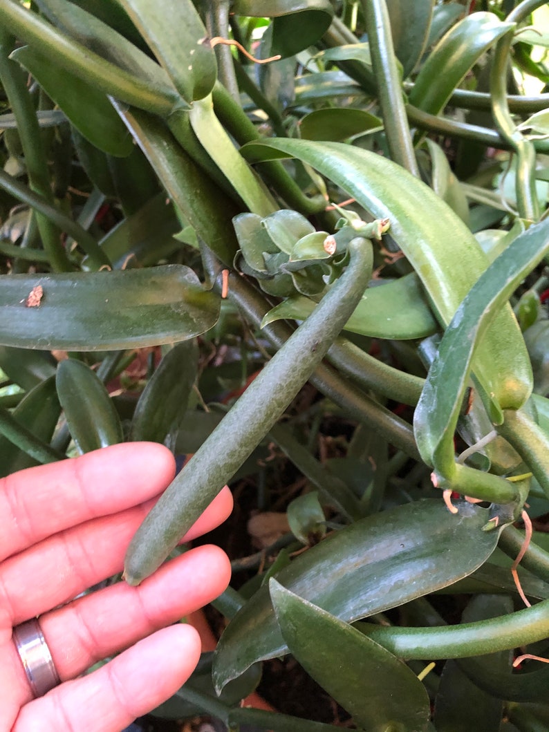 Vanilla Bean Orchid 12 Inches Fresh Cutting From My Plant. Etsy