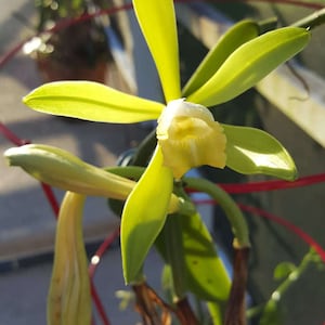 Vanilla Bean Orchid, 12 Inches Fresh Cutting from My Plant.