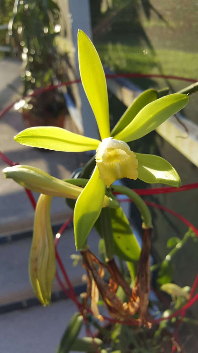 Vanilla Bean Orchid 12 Inches Fresh Cutting From My Plant. Etsy