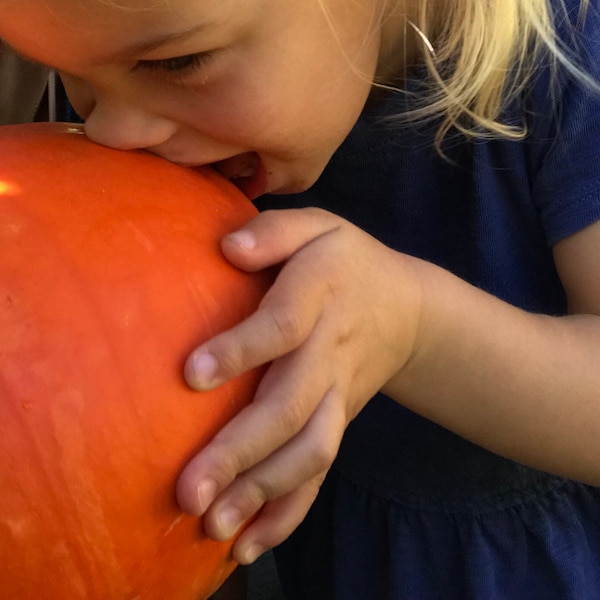 10 Cinderella Pumpkin seeds