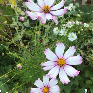 30 CandyStripe COSMOS seeds