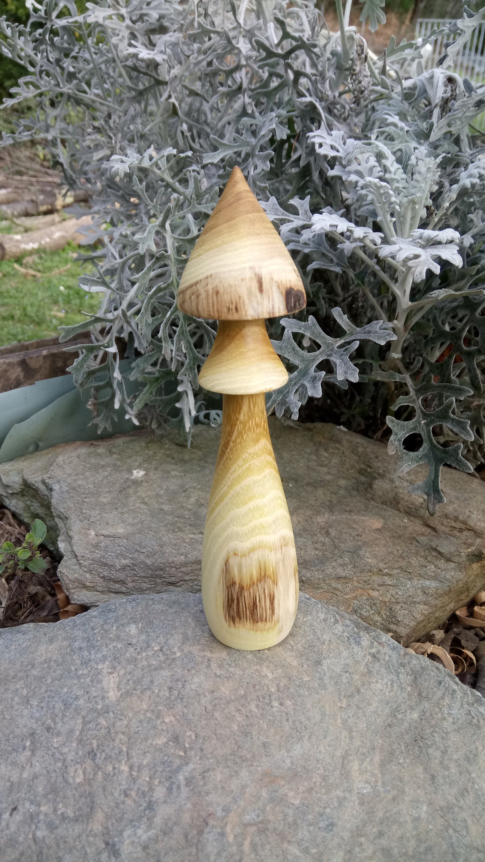 Champignons en Bois d'acacia