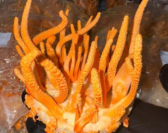 Cordyceps Militaris Mushrooms, USA Produced