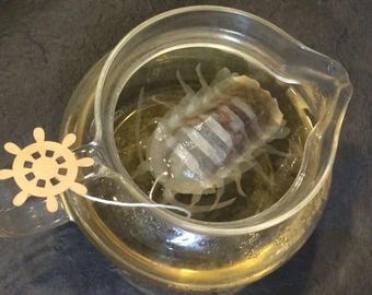 Isopod Oolong Tea ( Oriental Beauty ) - Ocean Teabag