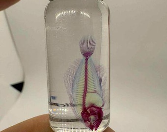 Diaphonized Fish Specimen – Made in Japan