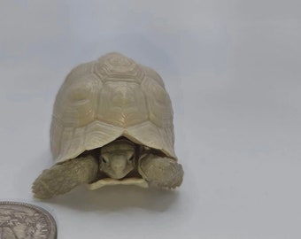 Realistic Tortoise Gachapon Figures Set 2