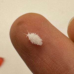 May include: A small, white, textured object resembling a sea slug is resting on a fingertip. The object has a spiky, feathery appearance and is positioned near the top of the finger. The background is a neutral, off-white color.