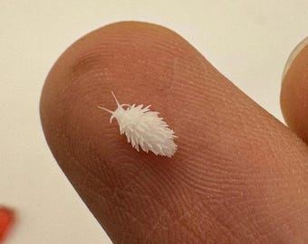 Nano Miniature Sea Slug Nudibranch