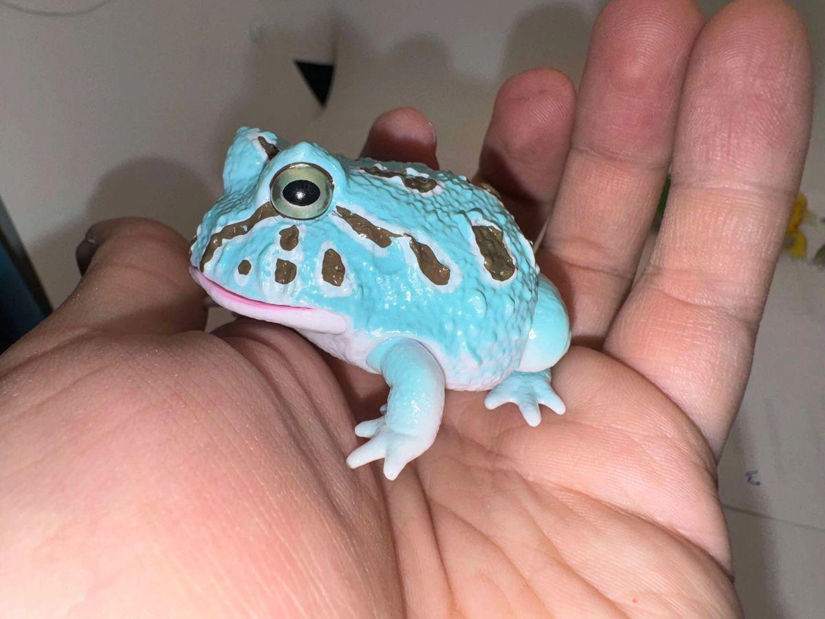 Desert Rain Frog - Etsy