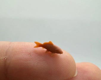 Nano Miniature Koi Carp