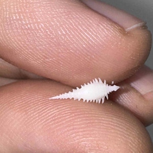 May include: A small, white, spiky seashell rests on a person's fingertip. The shell has a long, tapered shape with numerous sharp protrusions along its sides. The background is a close-up of the person's skin, showing fine lines and textures.