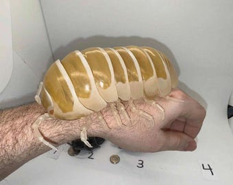 Premium Dango Mushi Isopod Gachapon Figures from Japan (2026 Release)