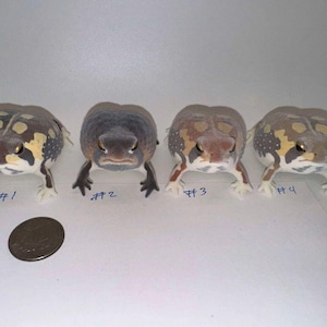 May include: Four small, brown, white, and orange frogs with black eyes. The frogs are arranged in a row from left to right, numbered #1 through #4. A US quarter is in the lower left corner of the image.