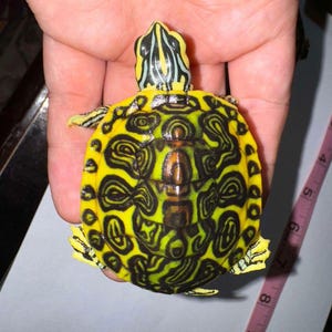 May include: A yellow, black, and green turtle with a patterned shell. The turtle is being held in a person's hand.