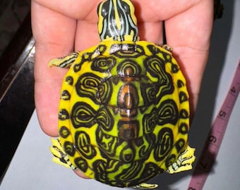 Könnte beinhalten: Eine gelbe, schwarze und grüne Schildkröte mit einem gemusterten Panzer. Die Schildkröte wird in der Hand einer Person gehalten.