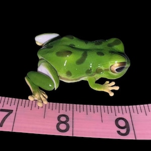 Figura articulada de rana Gachapon: Edición limitada de Bandai Toy imagen 1