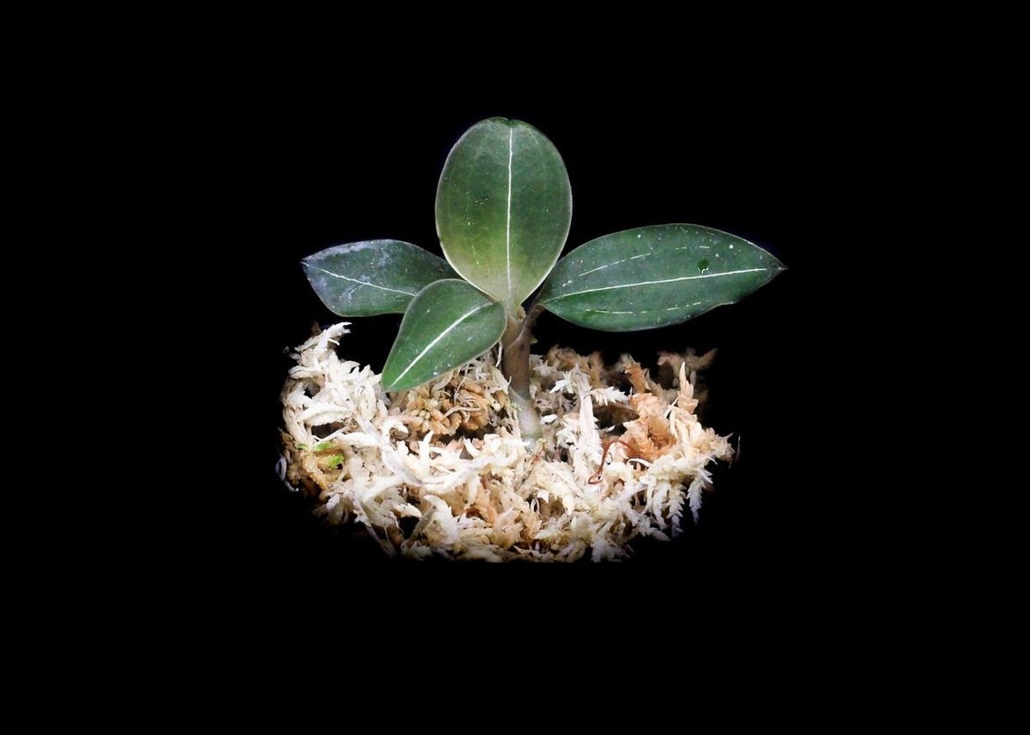 Ludisia discolor var. nigricans | Etsy