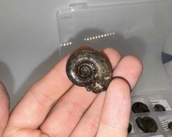 Small Ammonite Fossils from Hokkaido, Japan