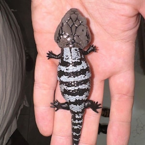 Blue Tongue Skink Gachapon Figure - Posable PVC Lizard