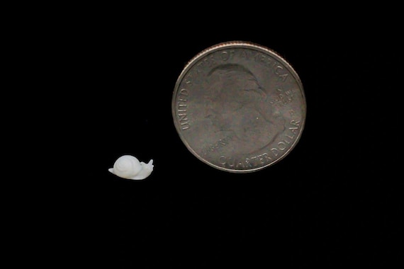 Nano Good Luck Snail