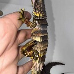 Lizard Toys