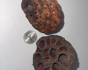 Lotus Pods