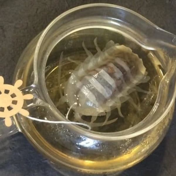 Isopod Oolong Tea ( Oriental Beauty ) - Ocean Teabag
