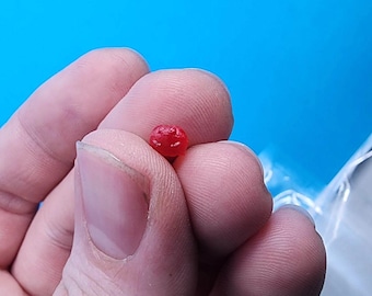 Tiny Desert Rain Frog Model for Good Luck