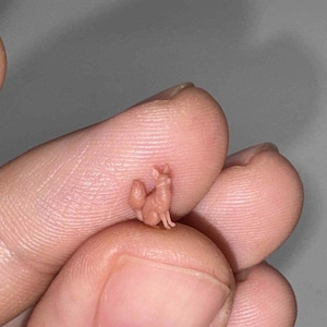 Nano Miniature Fox